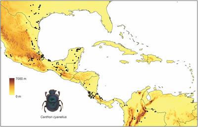 Evolutionary history and diversity in the ball roller beetle Canthon cyanellus